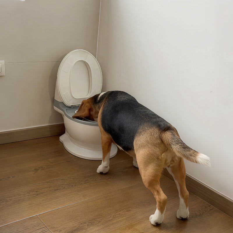 2026 Nuova Ciotola Divertente  - Pet Feeders recensione e prezzo