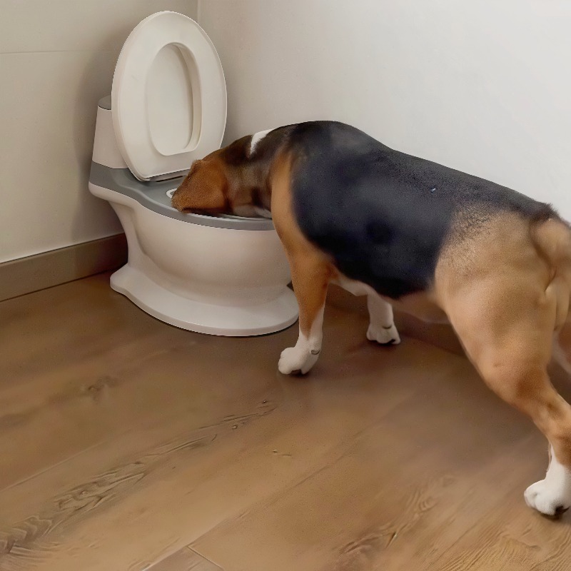 2026 Nuova Ciotola Divertente  - Pet Feeders recensione e prezzo